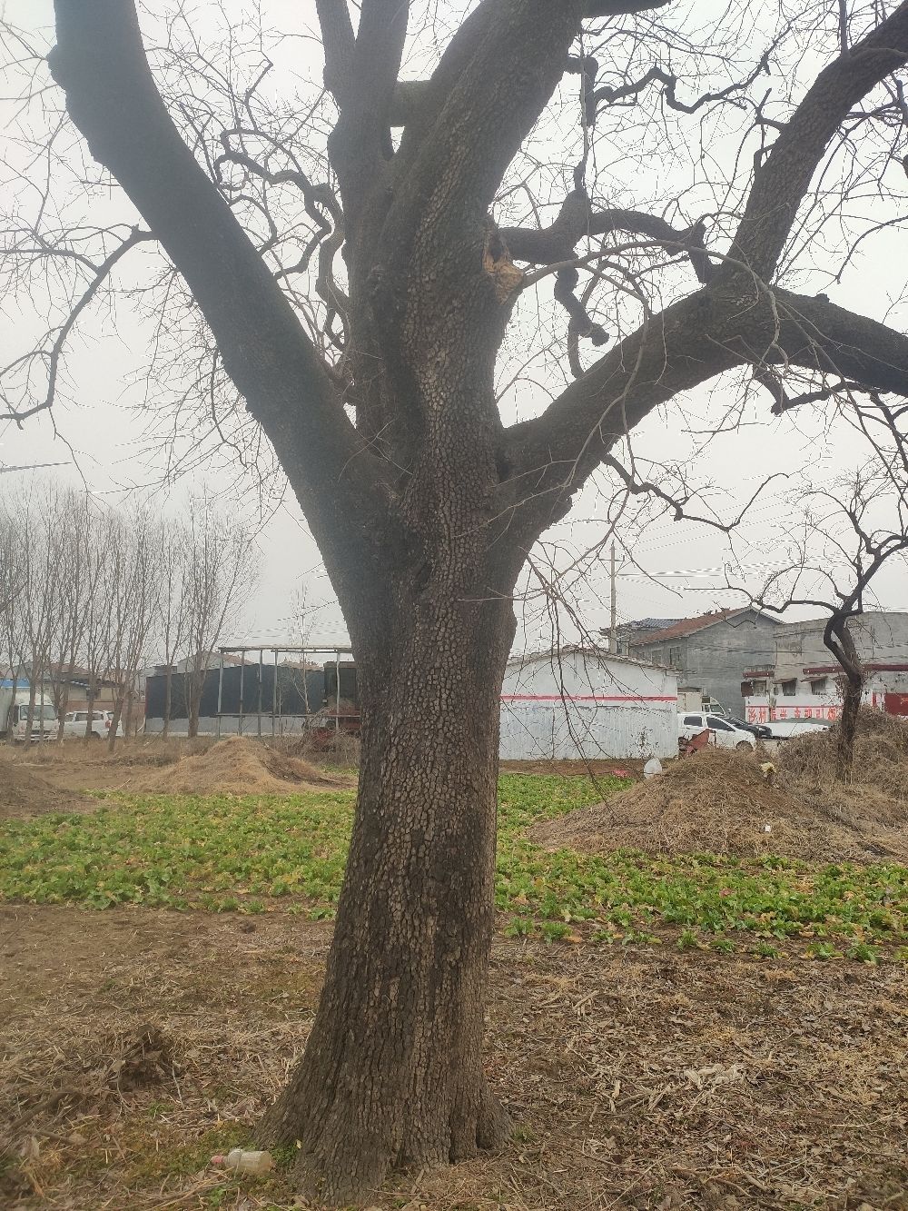 大明古柿树旅行图片 2