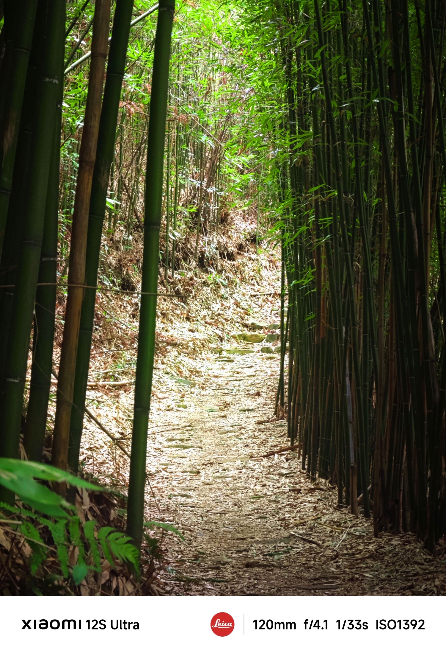 羊角岭古道旅行图片 1