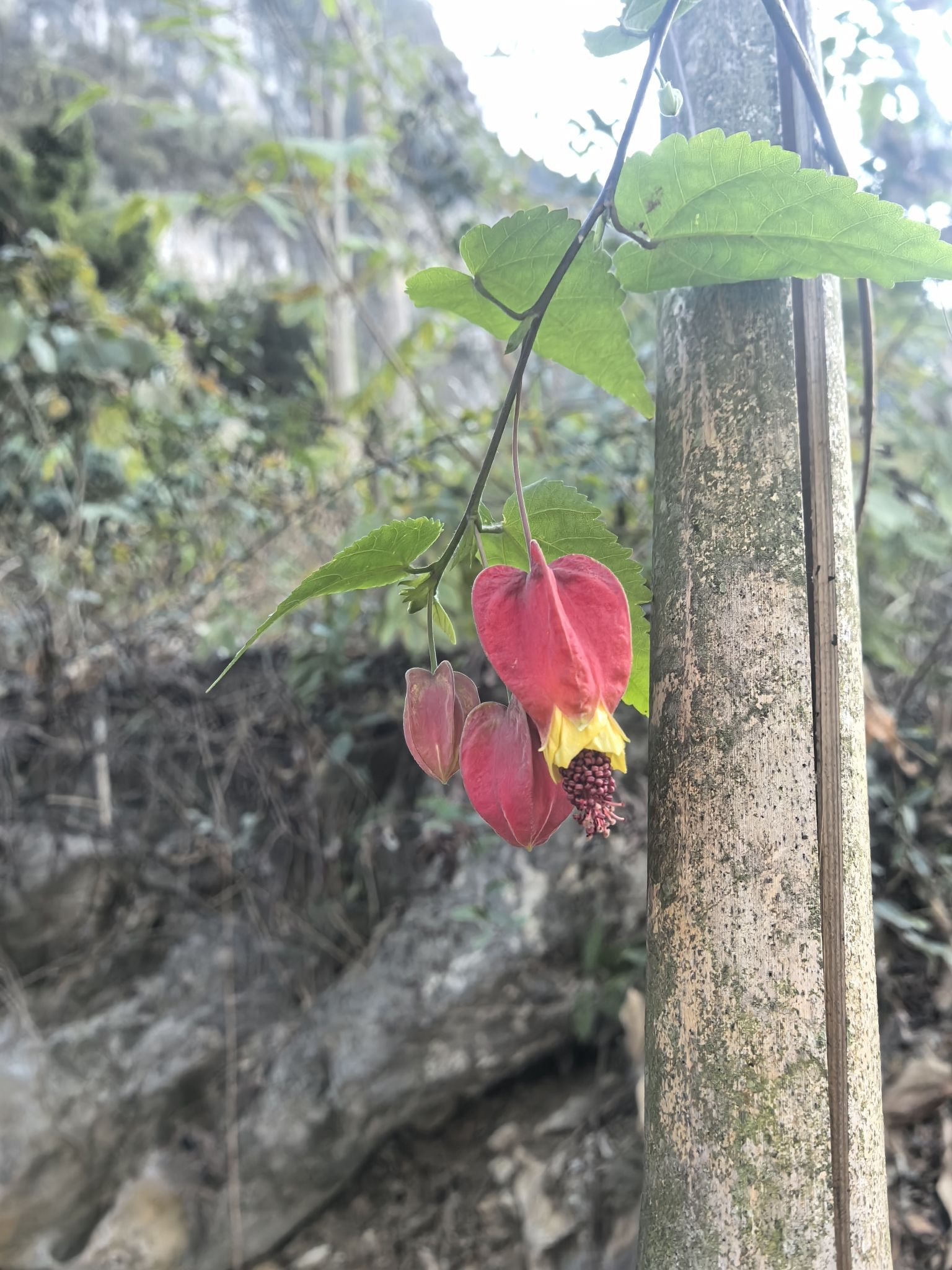 云峰十里花廊旅行图片 3