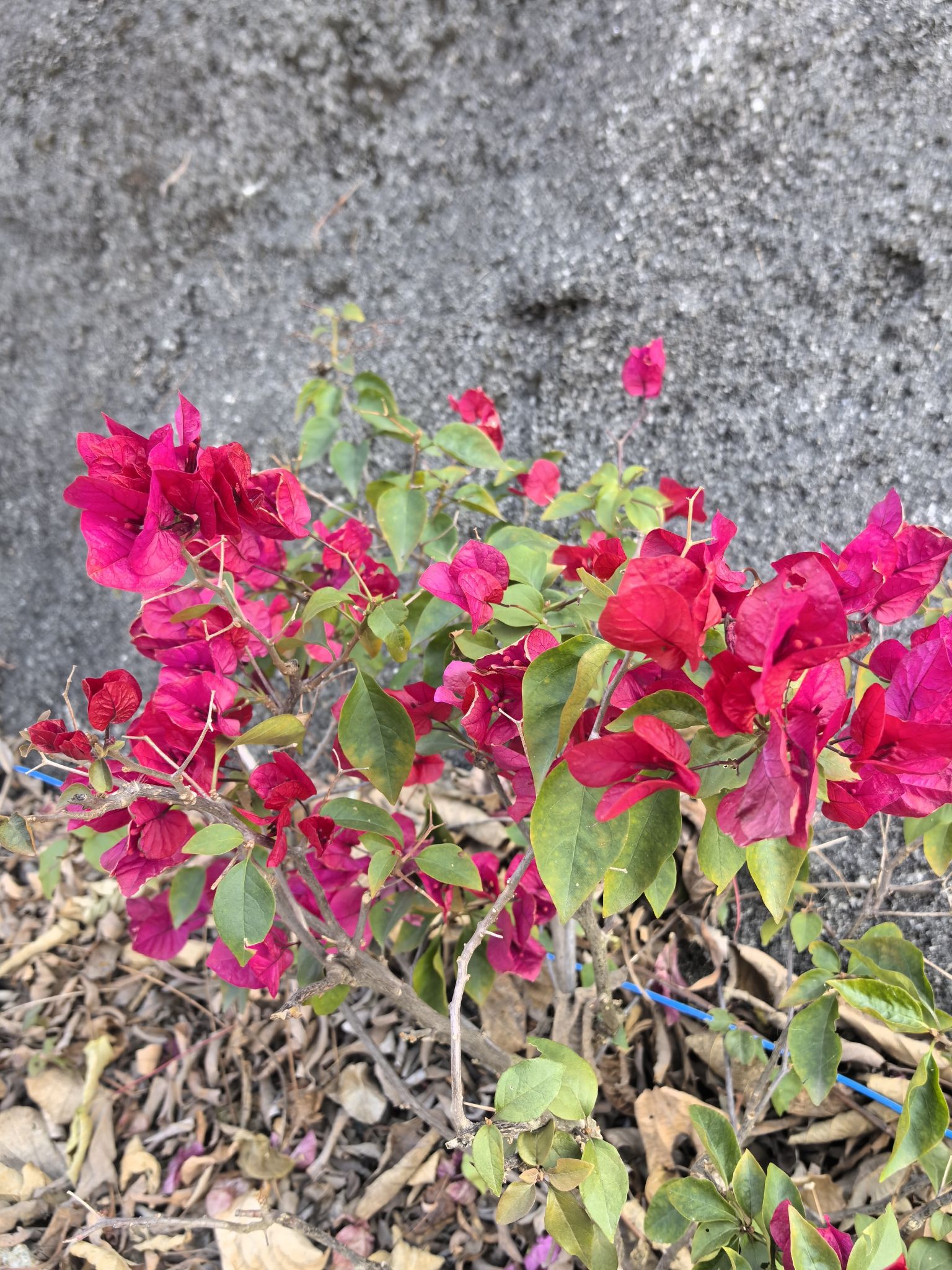 云峰十里花廊旅行图片 1