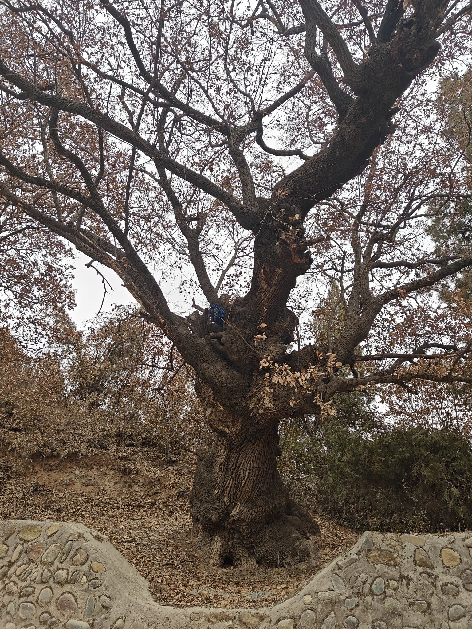 橿子树旅行图片 1