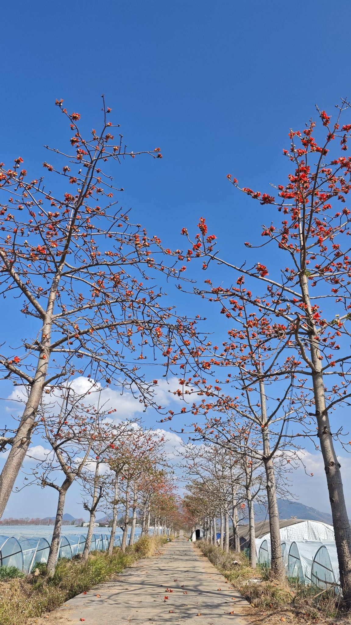 乌烈昌江木棉观赏道