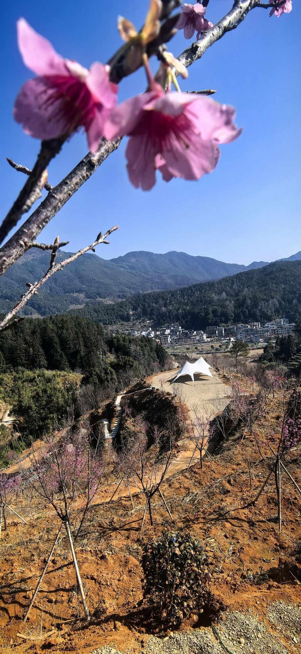 云海漫谷樱花园旅行图片 3