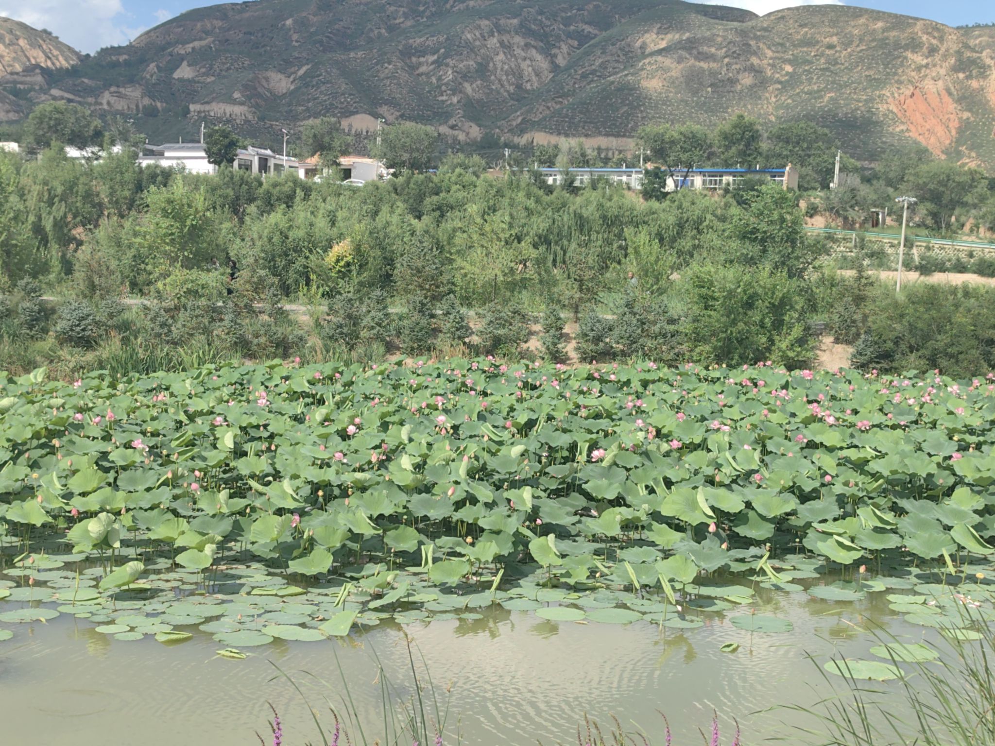 清水河国家湿地公园