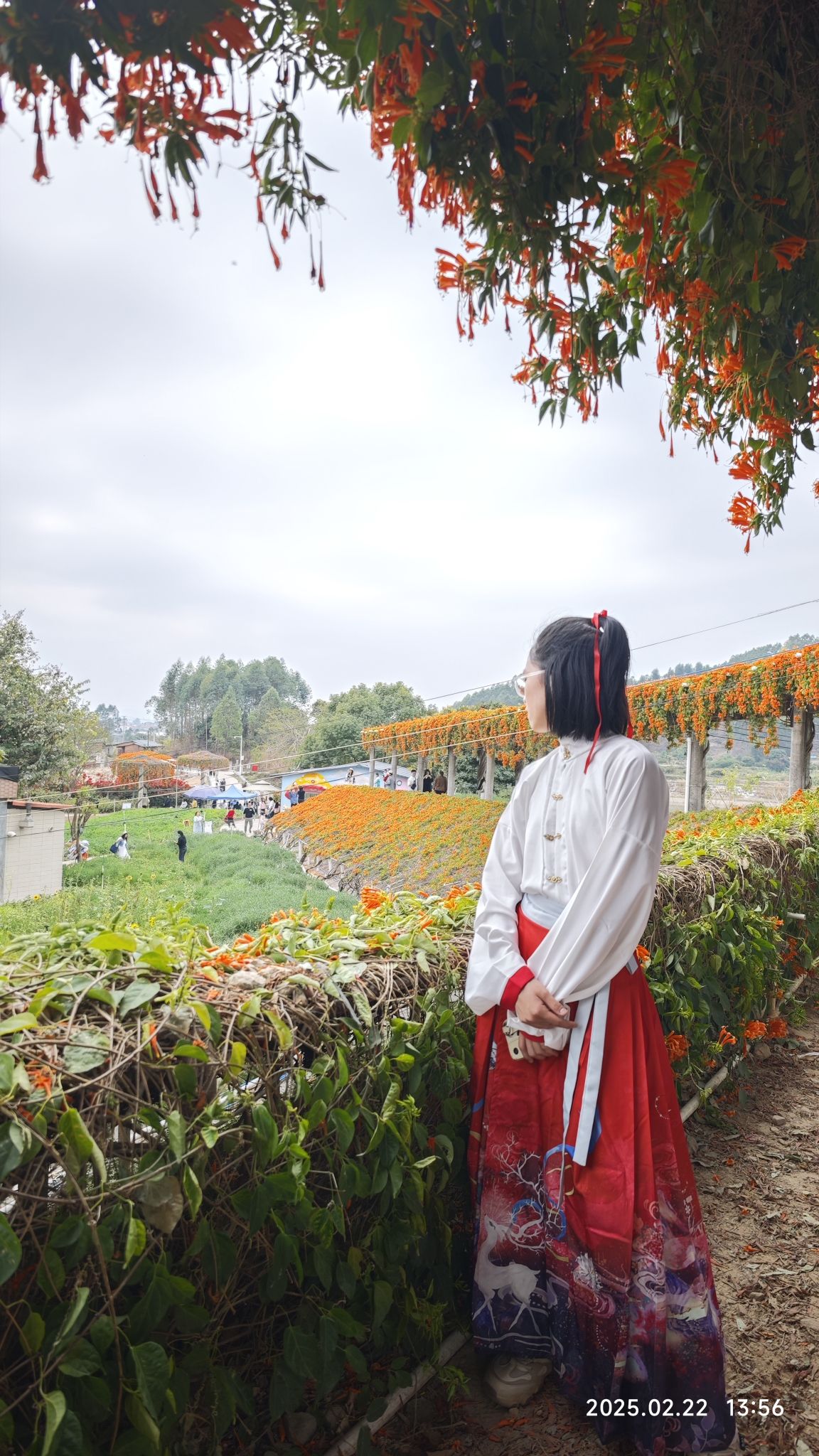 潼湖三角梅花海旅行图片 3