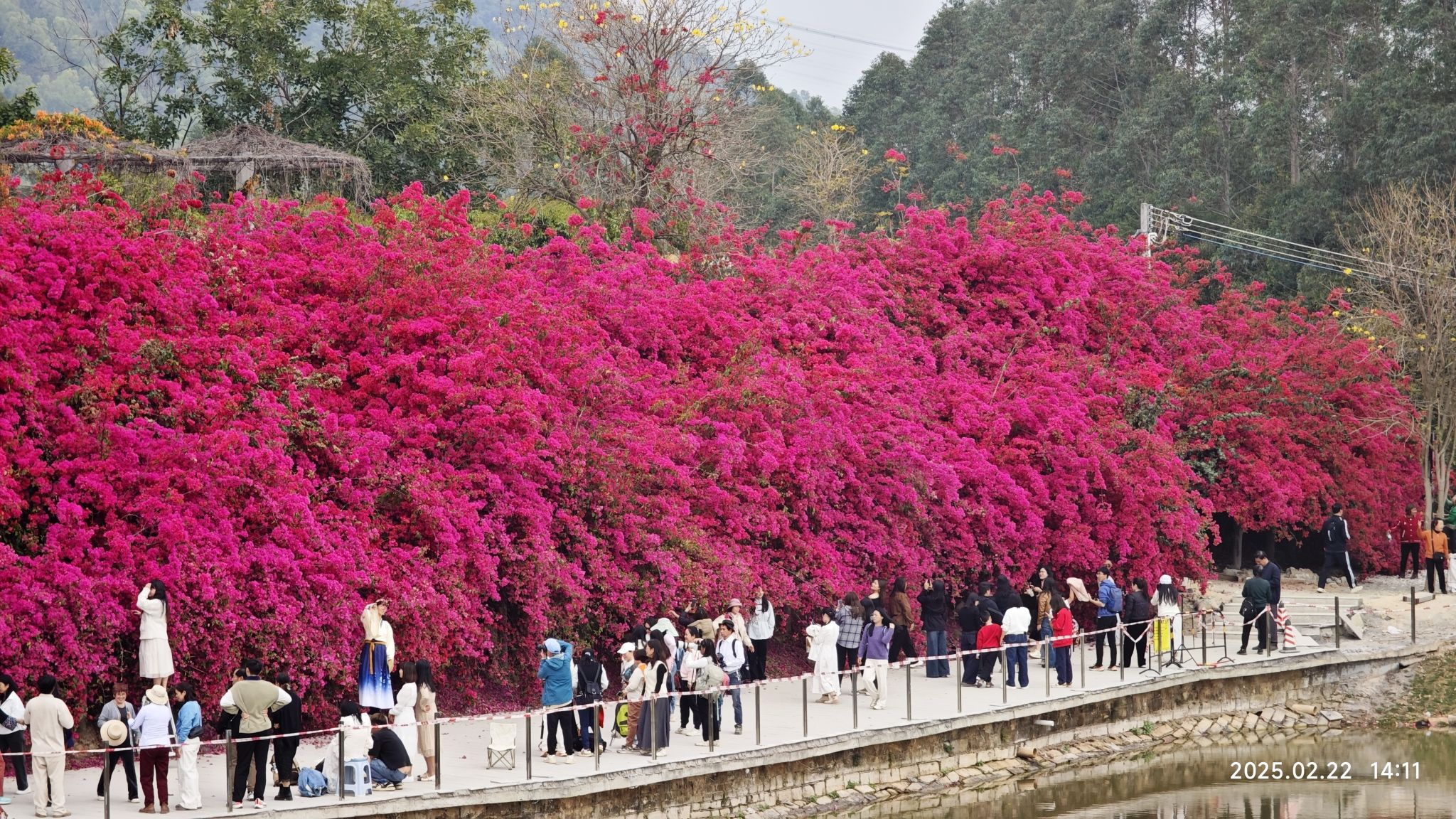 潼湖三角梅花海旅行图片 2