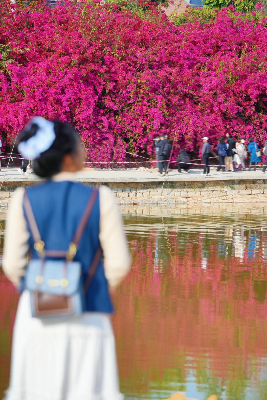 潼湖三角梅花海旅行图片 2