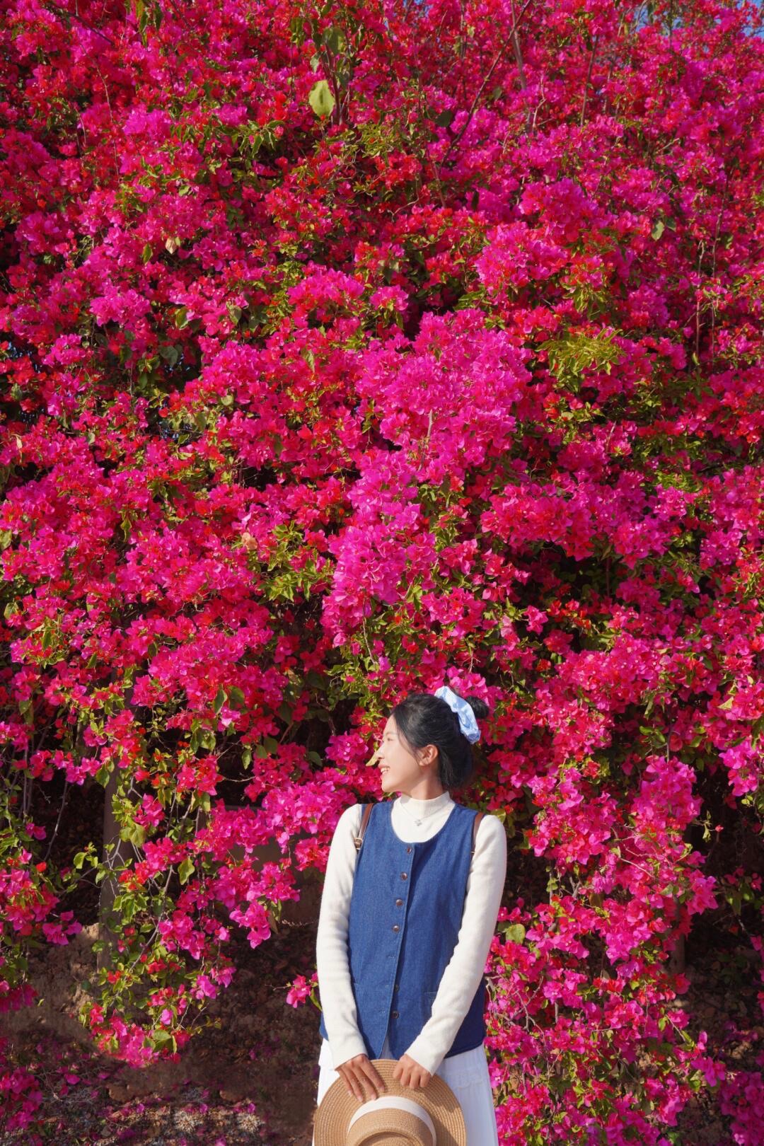 潼湖三角梅花海旅行图片 3