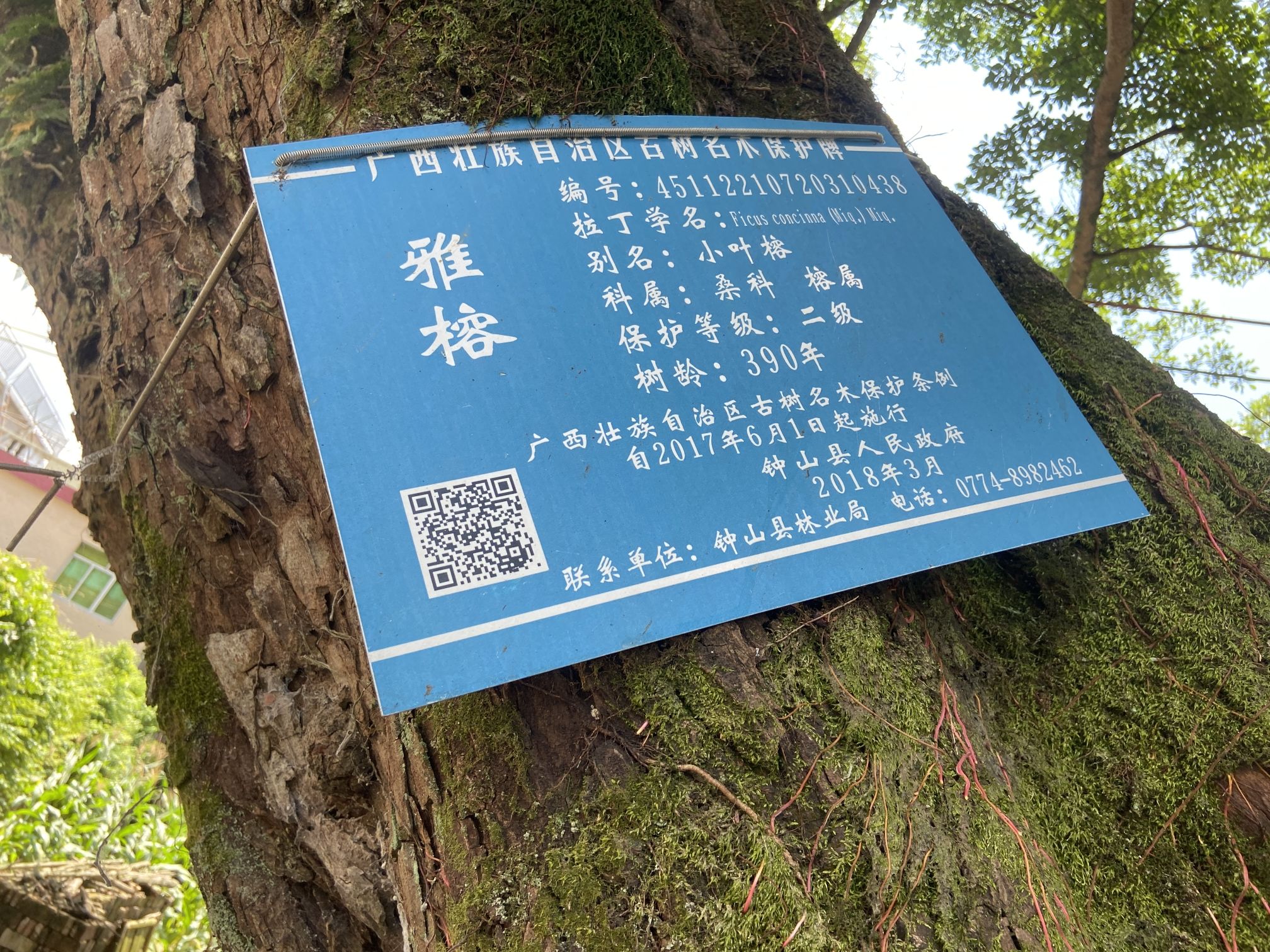 金村古榕树旅行图片 2