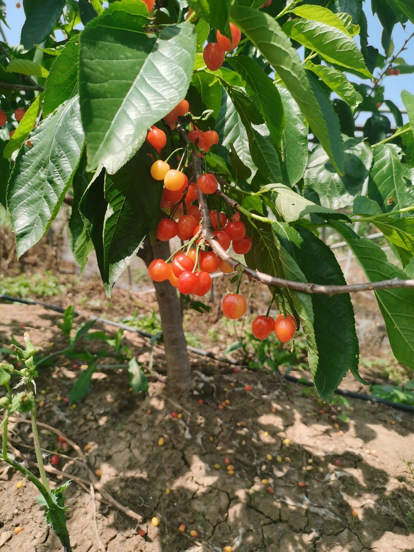 场地封面-东西湖星期八果园