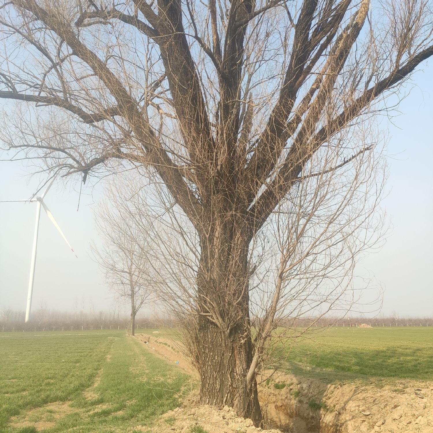 百年古柳树旅行图片 1