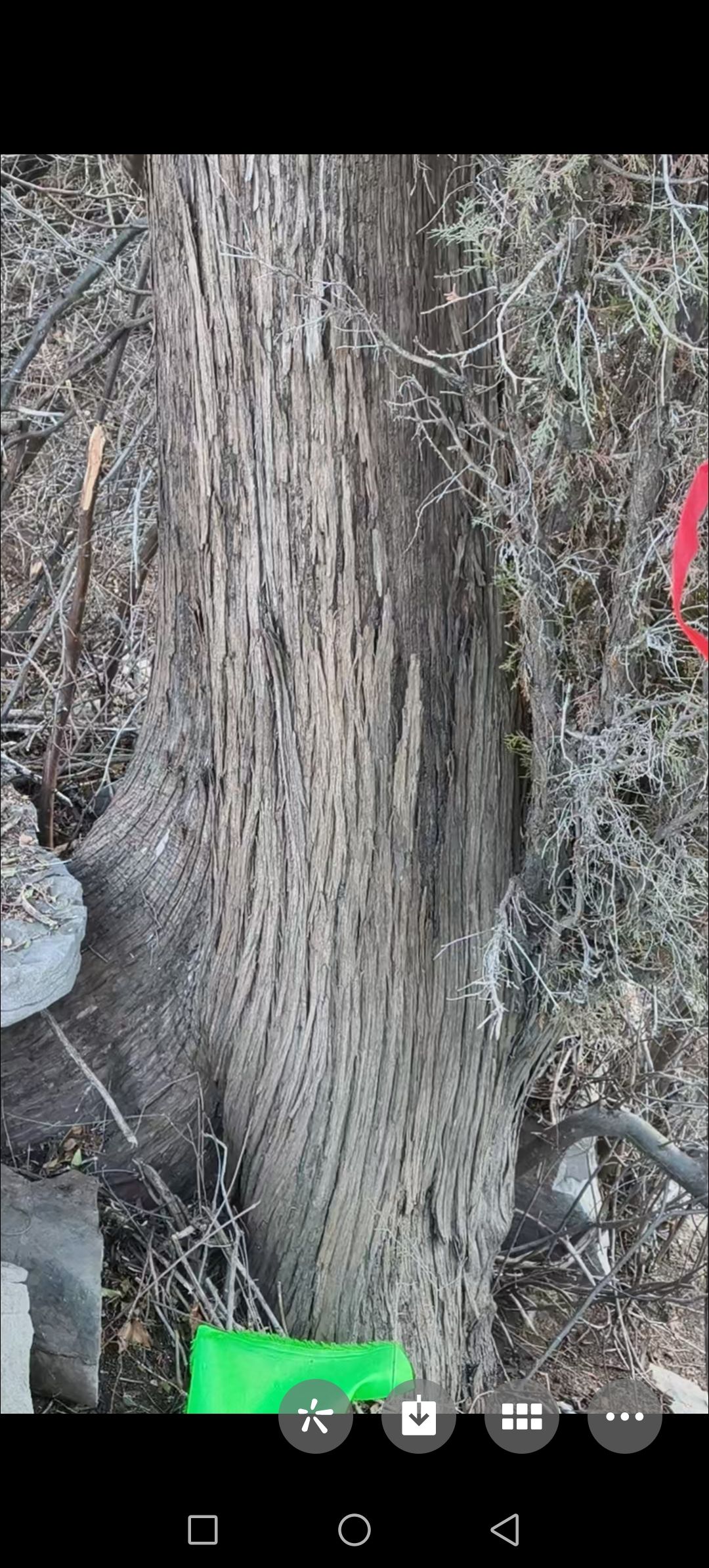 猿猴沟千年崖柏树风景区旅行图片 1