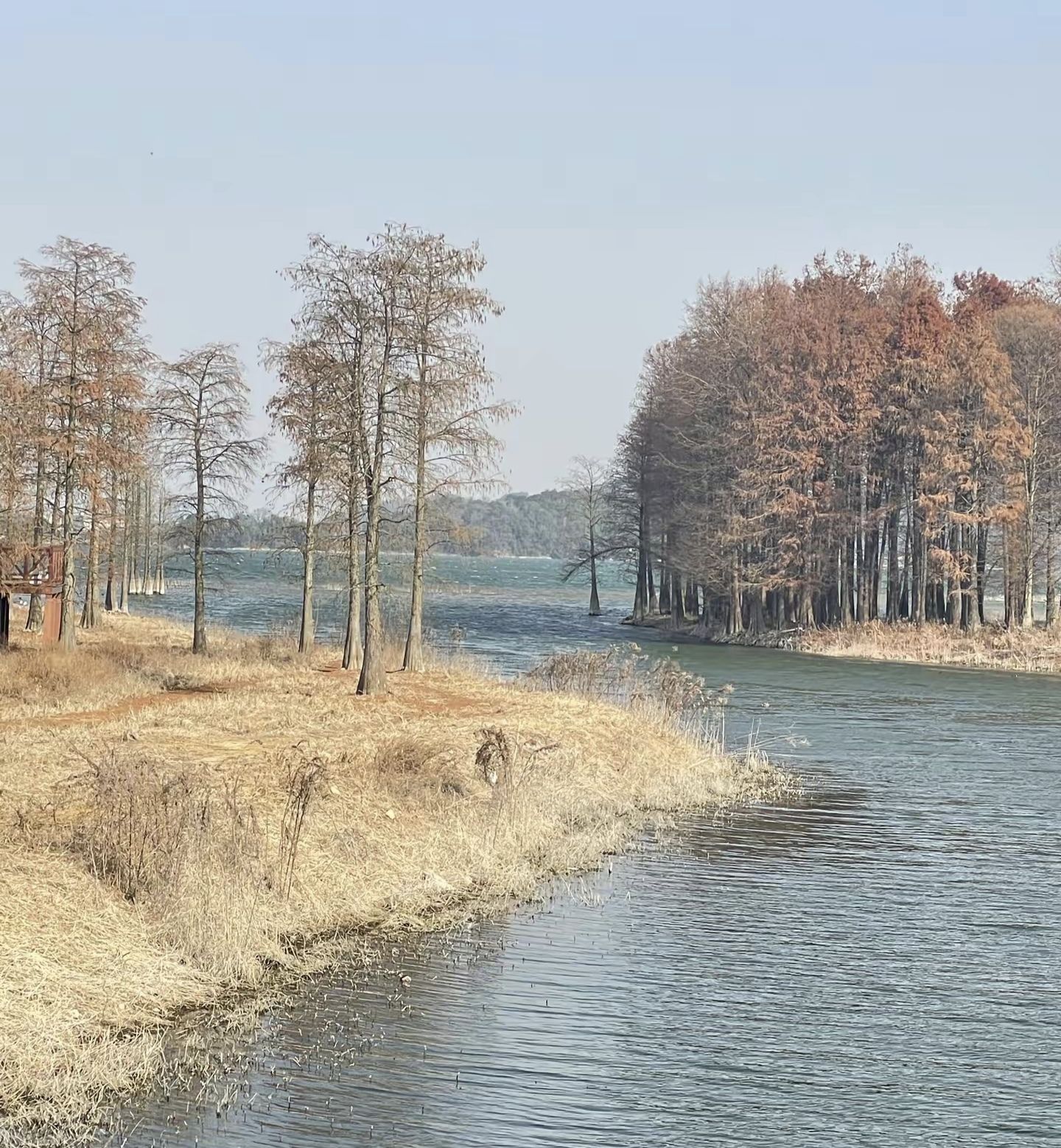 四明湖红杉林旅行图片 2
