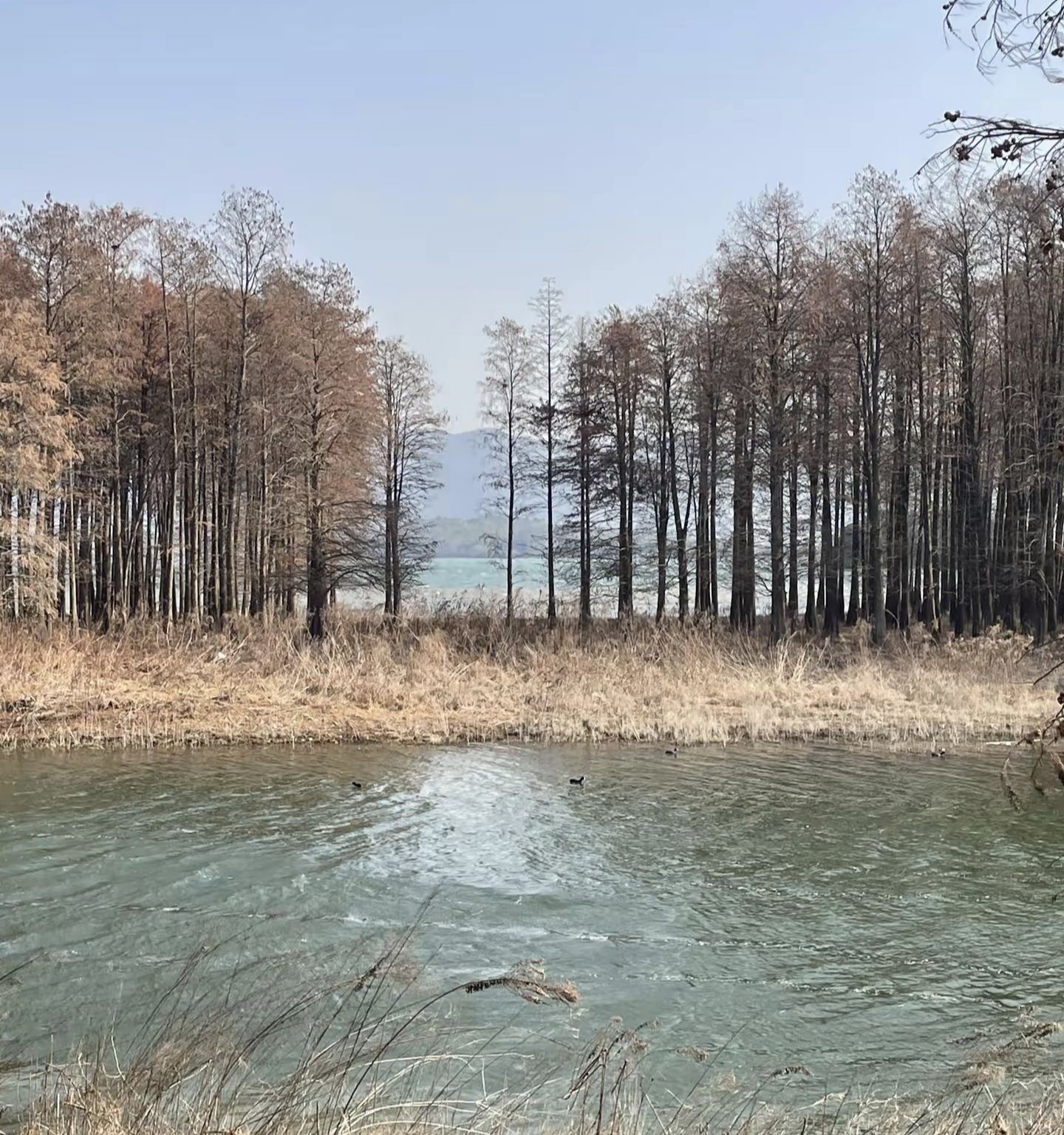 四明湖红杉林旅行图片 3