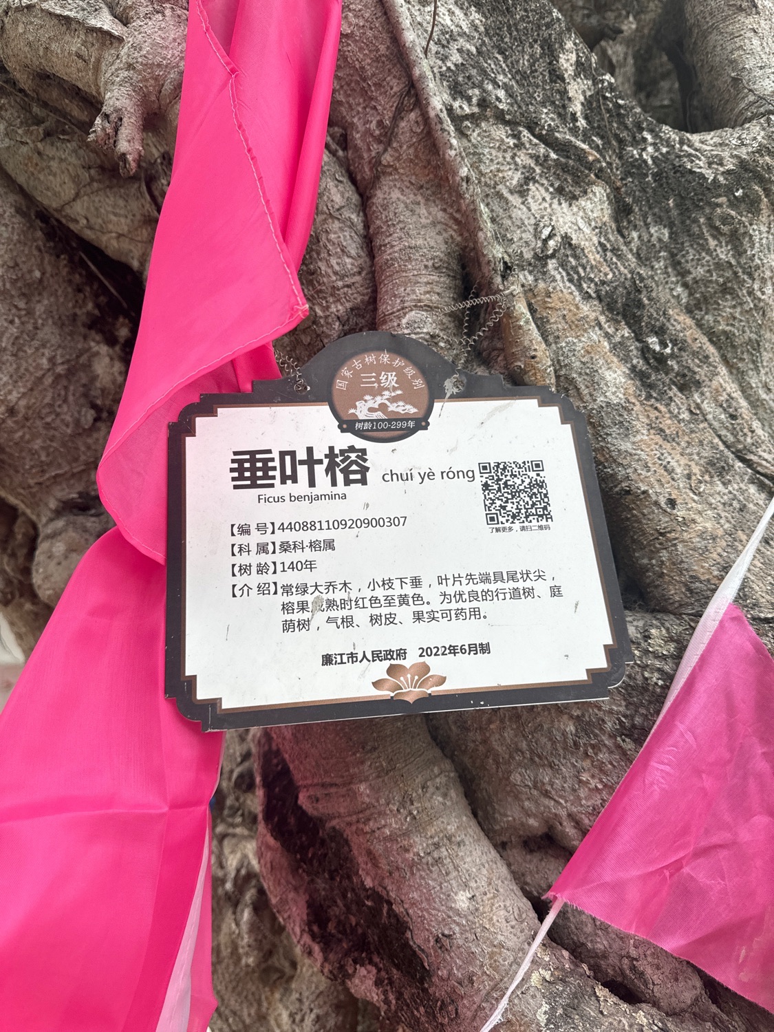大榄田村文化广场旅行图片 2