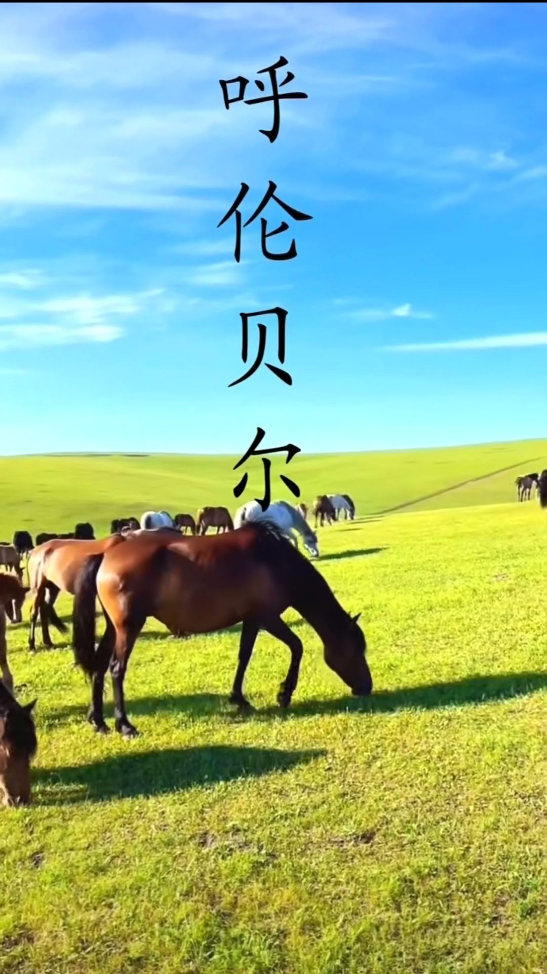 呼伦贝尔游牧之旅国际旅行社有限公司