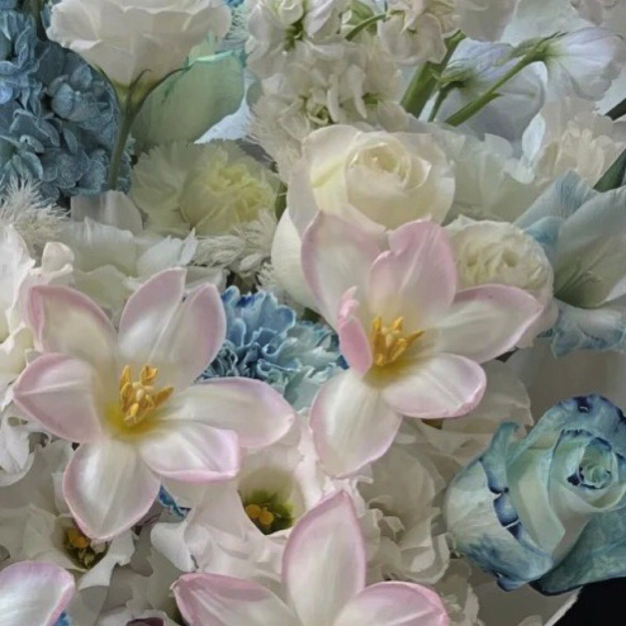 大美 花卉(柯桥区店)