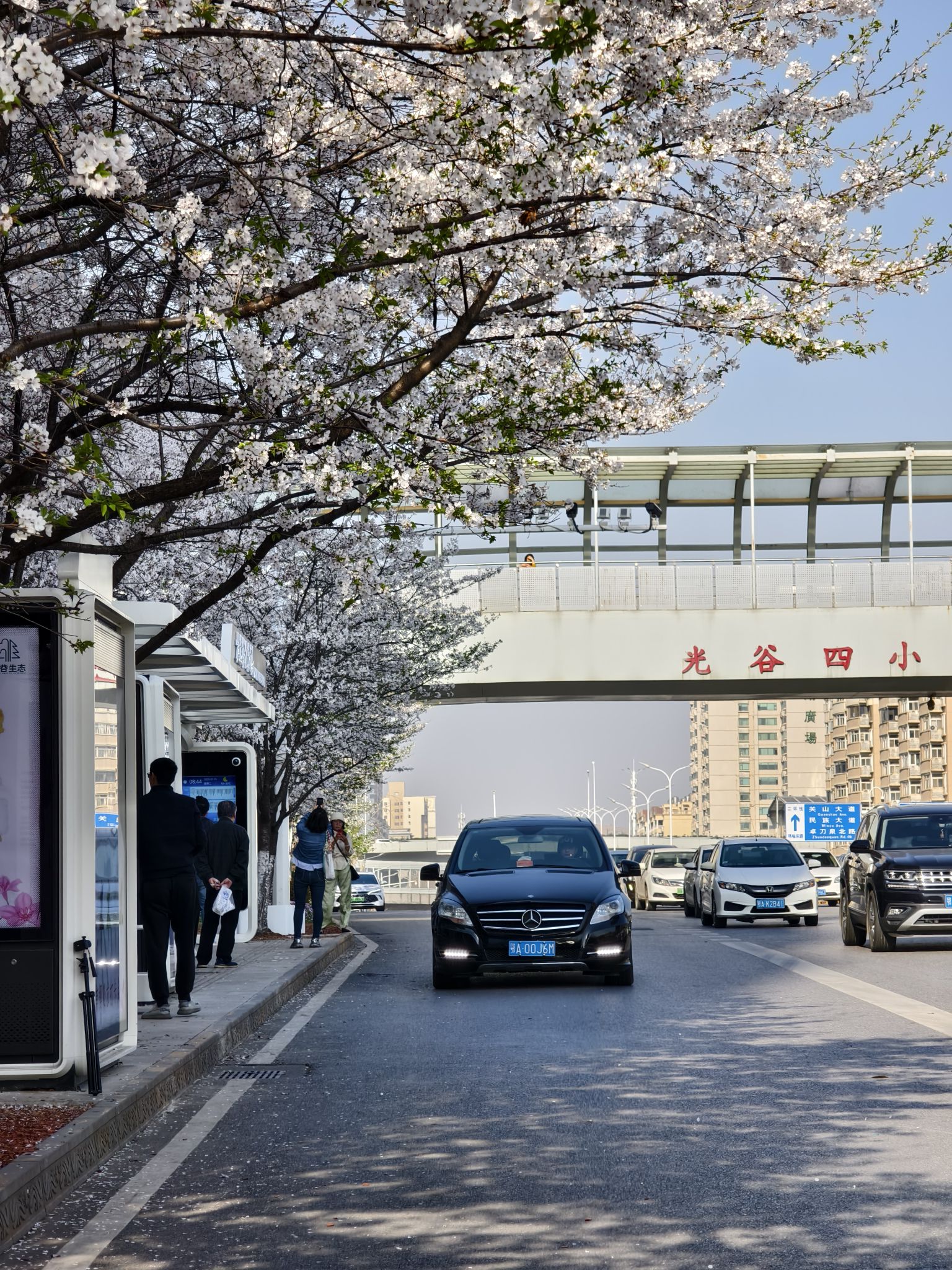 樱花车站旅行图片 3