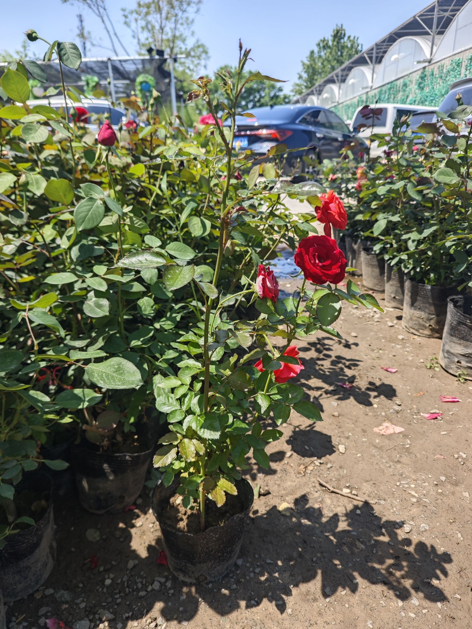 黄土岗花卉