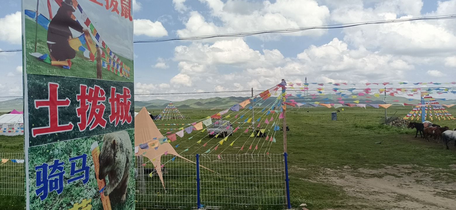 免费喂土拨鼠旅行图片 1