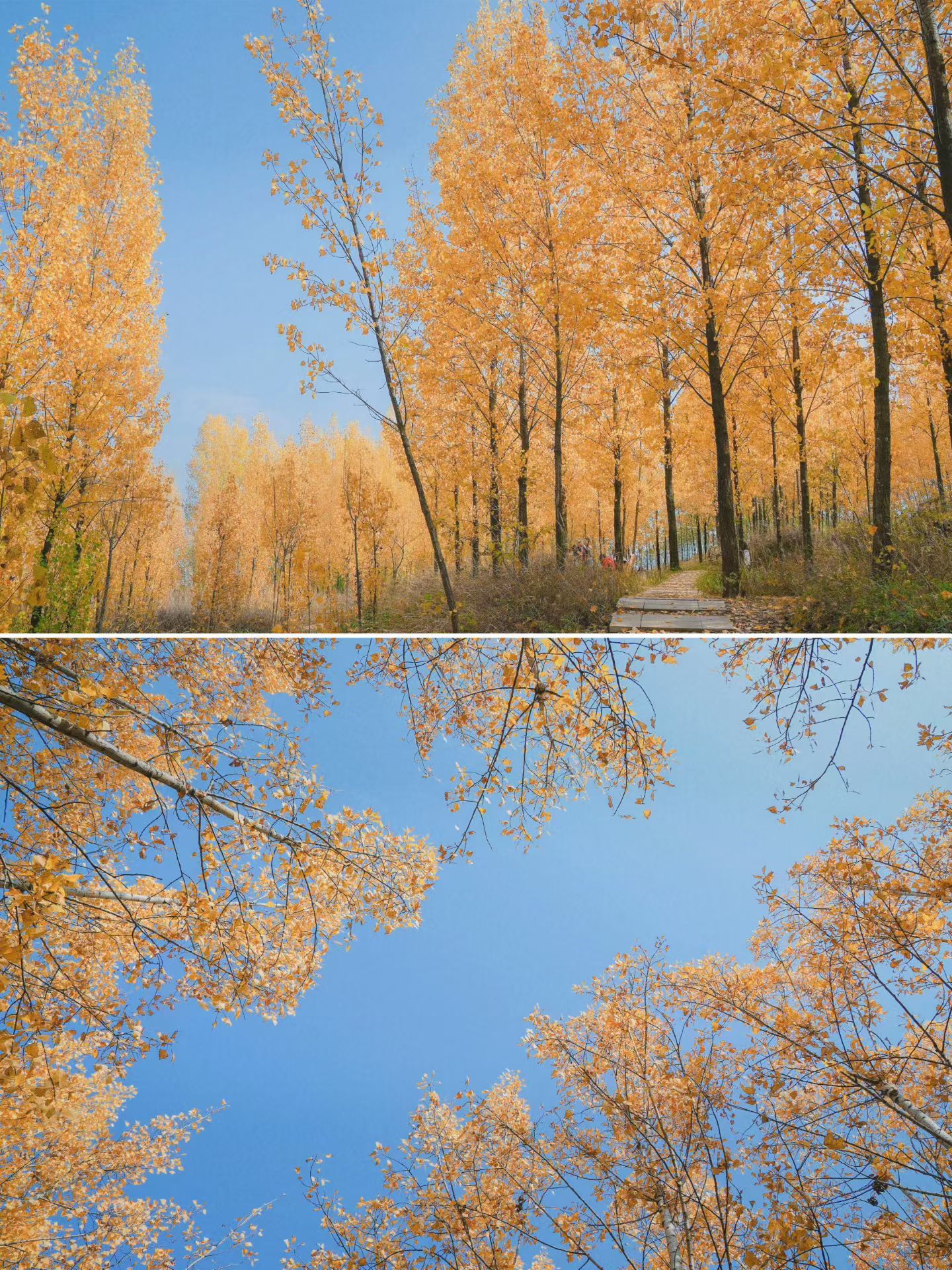 场地封面-穆柯寨杨树林露营基地