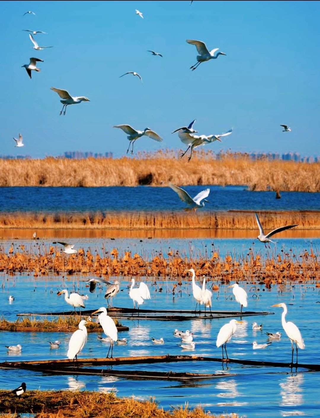 衡水湖自然小屋