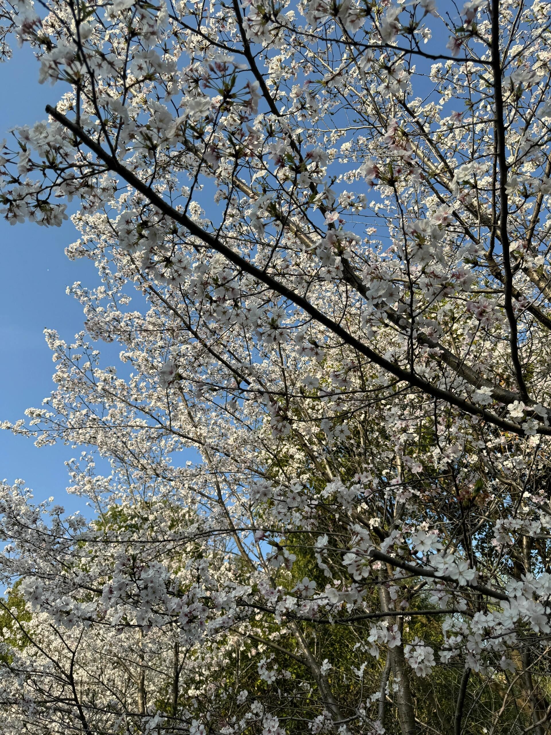 花博园(地铁站)