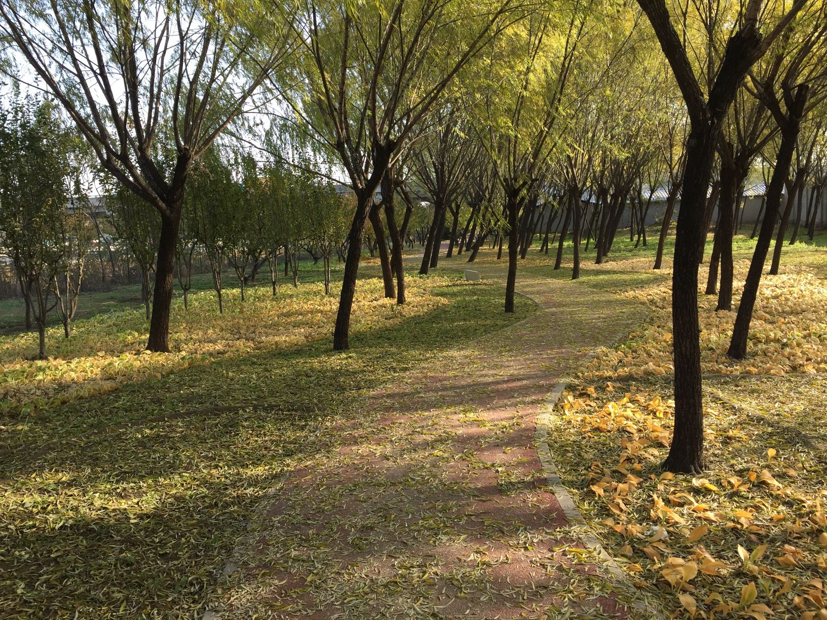 大望京公园步道