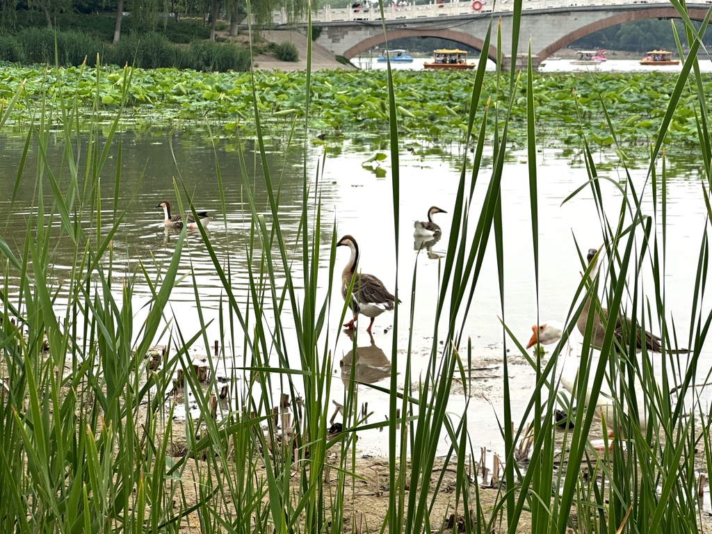 南海子公园