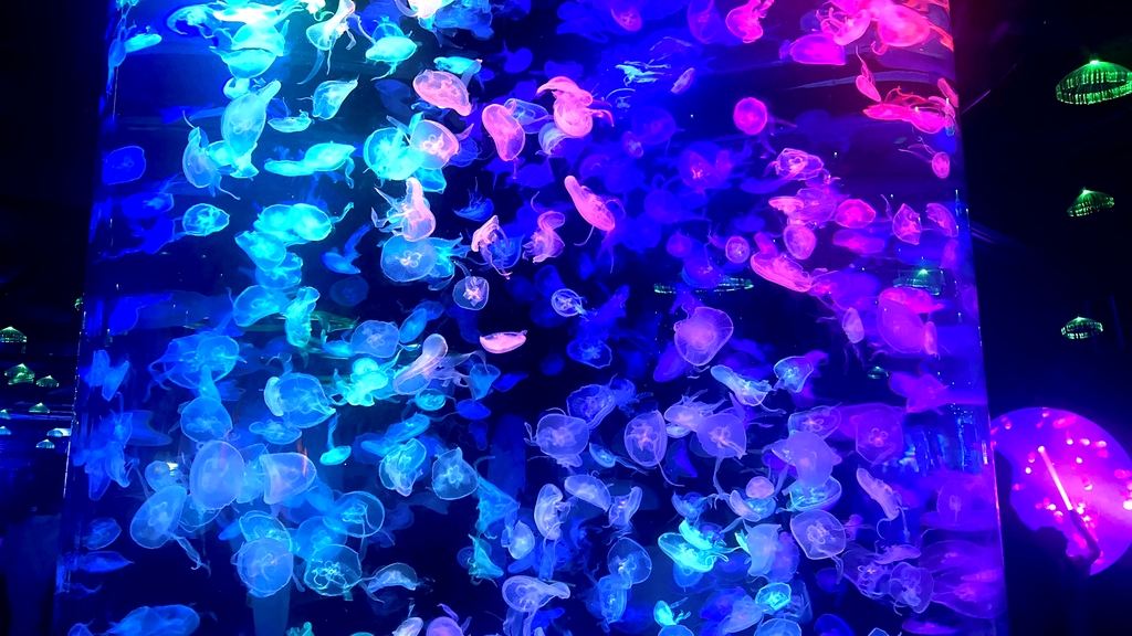 合肥海洋世界