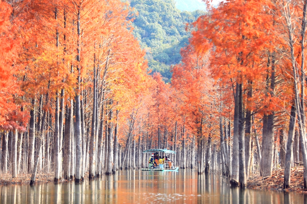 落羽红杉林景点