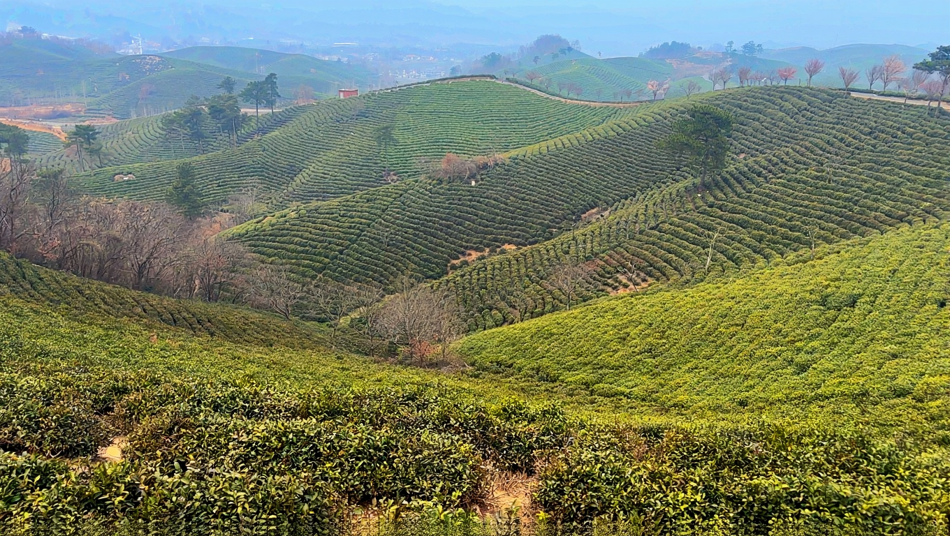 文新茶村