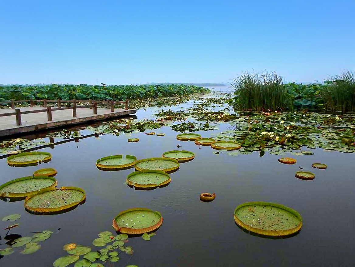 莲花湖湿地公园