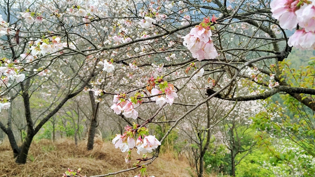 新丰樱花峪