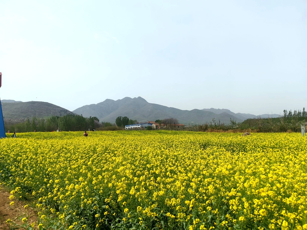 西董油菜花基地
