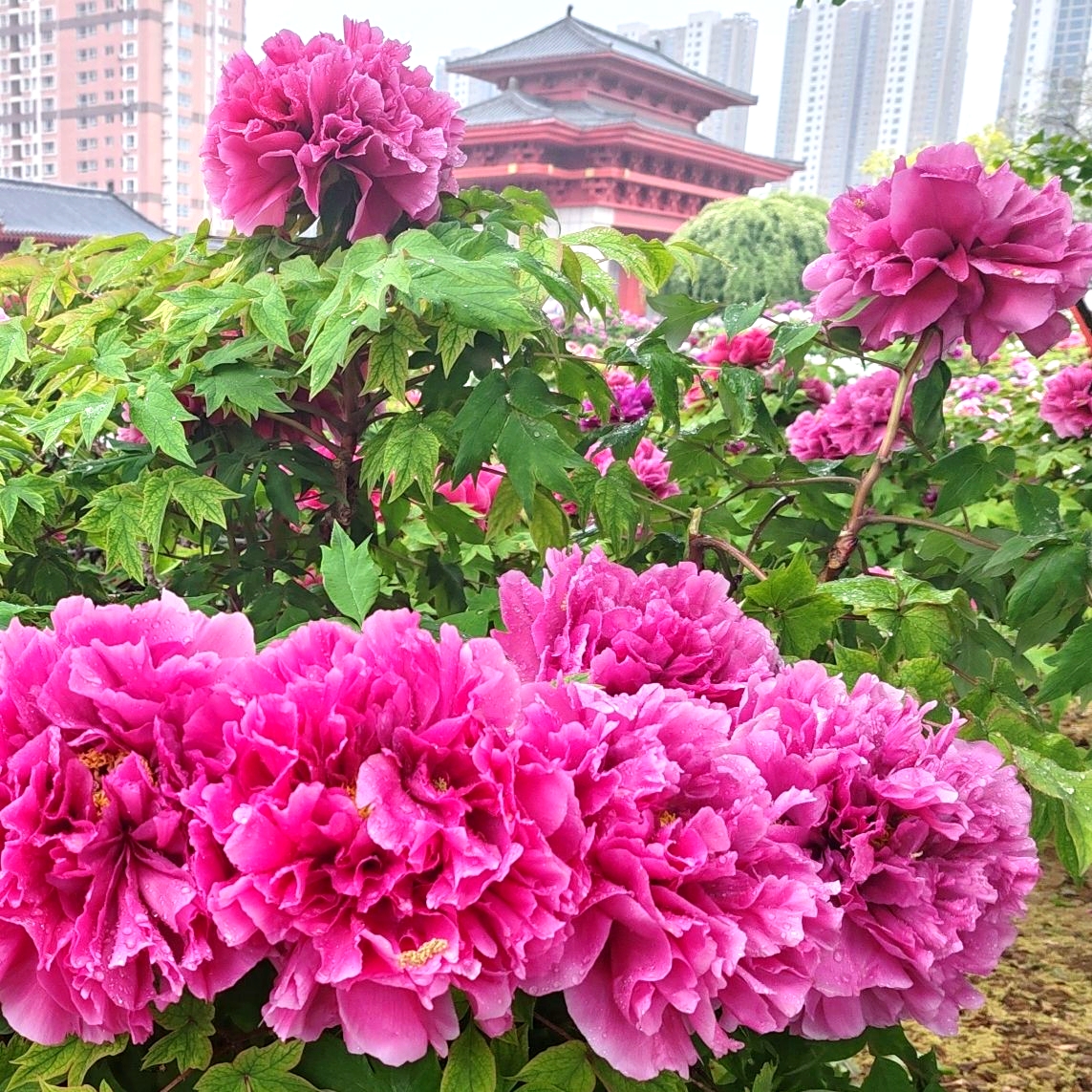 百花园
