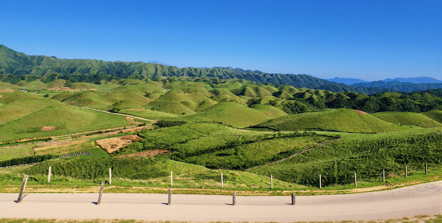 高山红哨