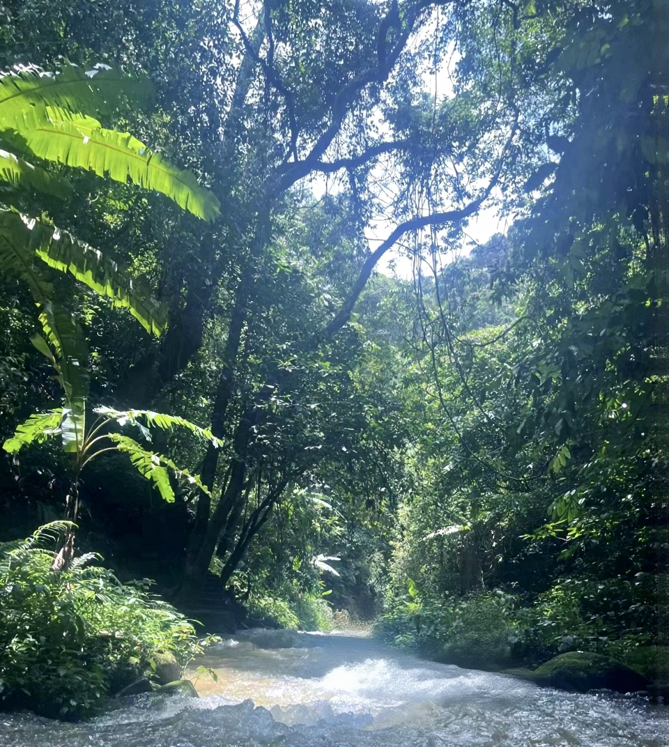 大王岭原始森林漂流景区
