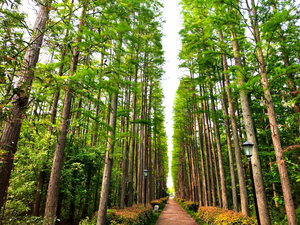 息州杉海景区