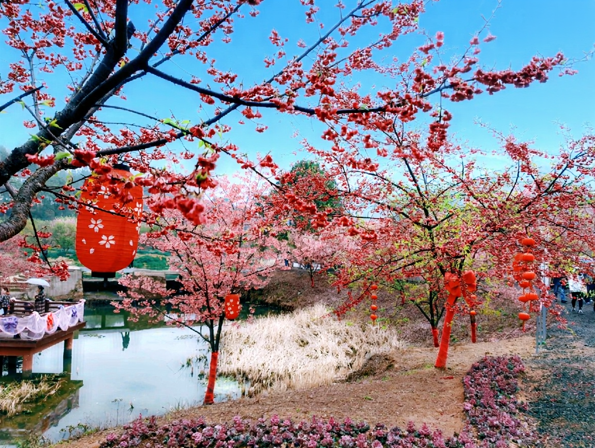 湘潭樱花园