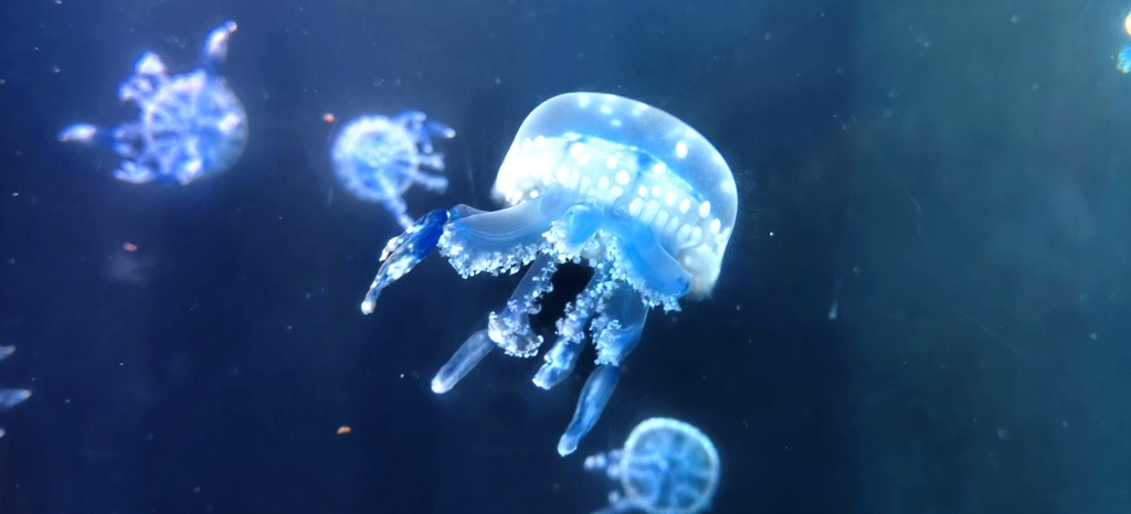 亚特兰蒂斯失落的空间水族馆