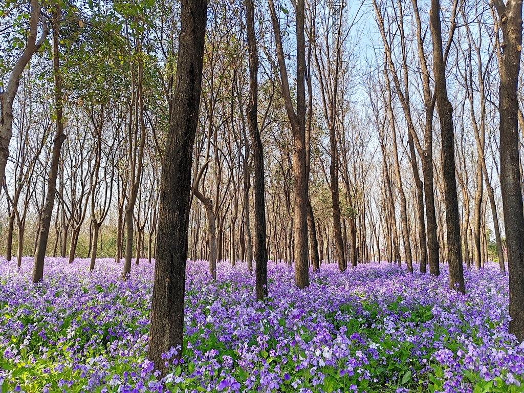 郑州树木园