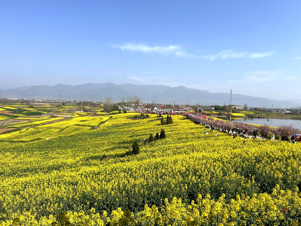 皇塘油菜花