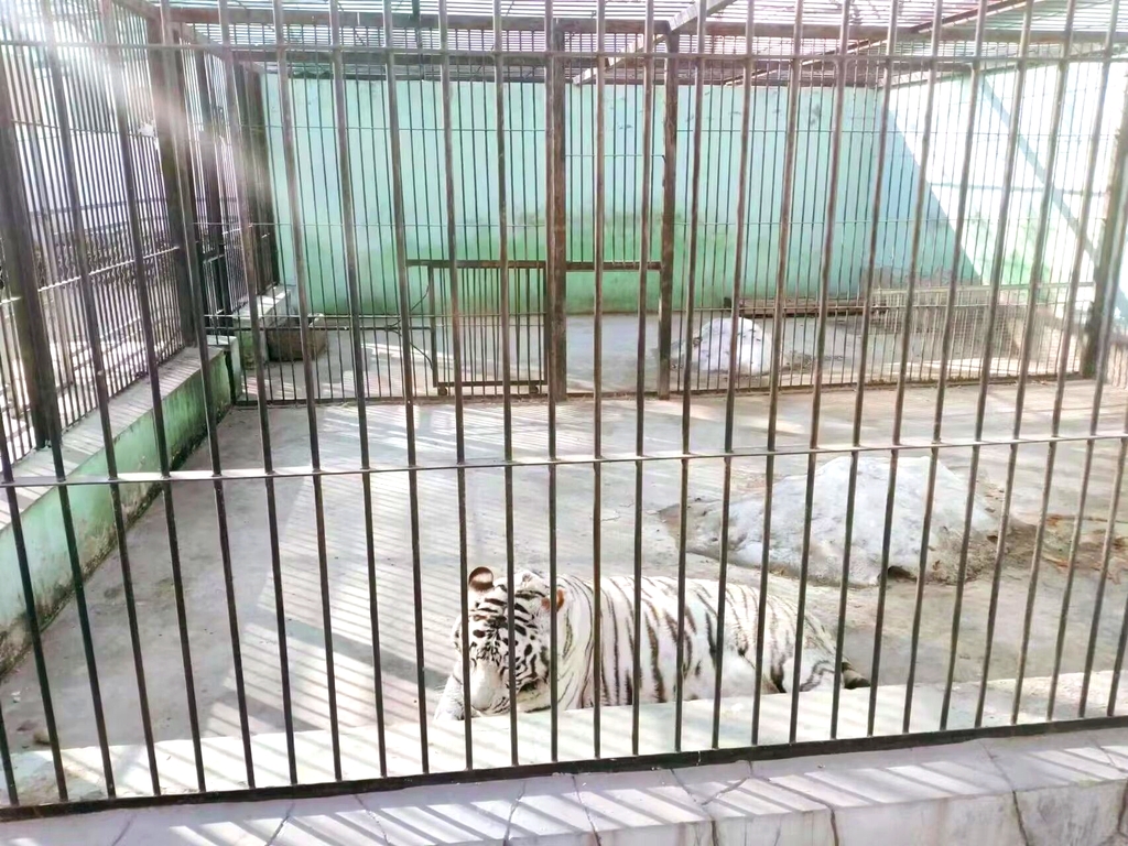 桥北动物园