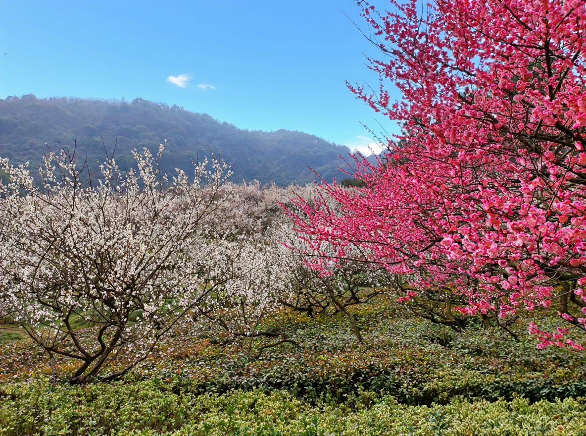 超山风景名胜区