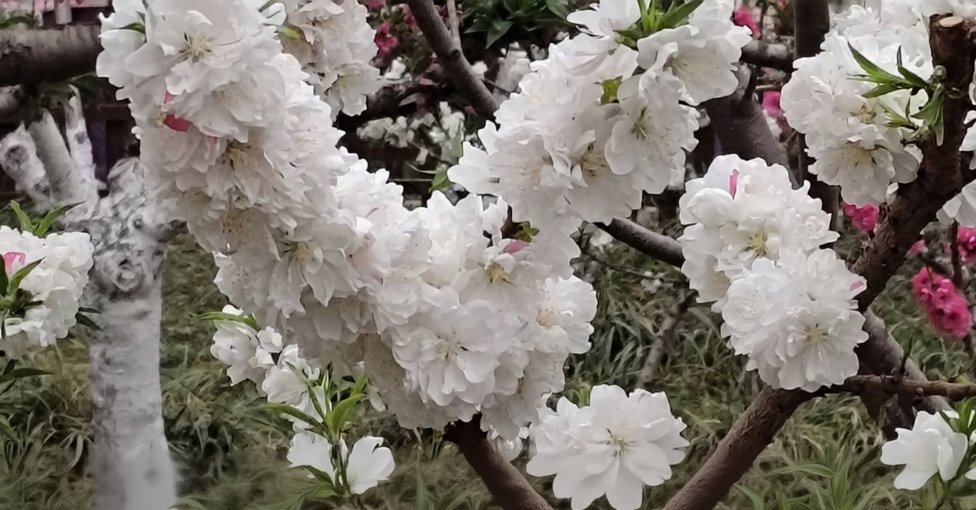 百花公园