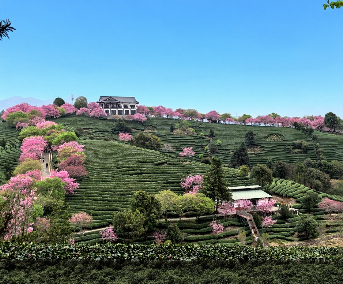 永福台品樱花茶园