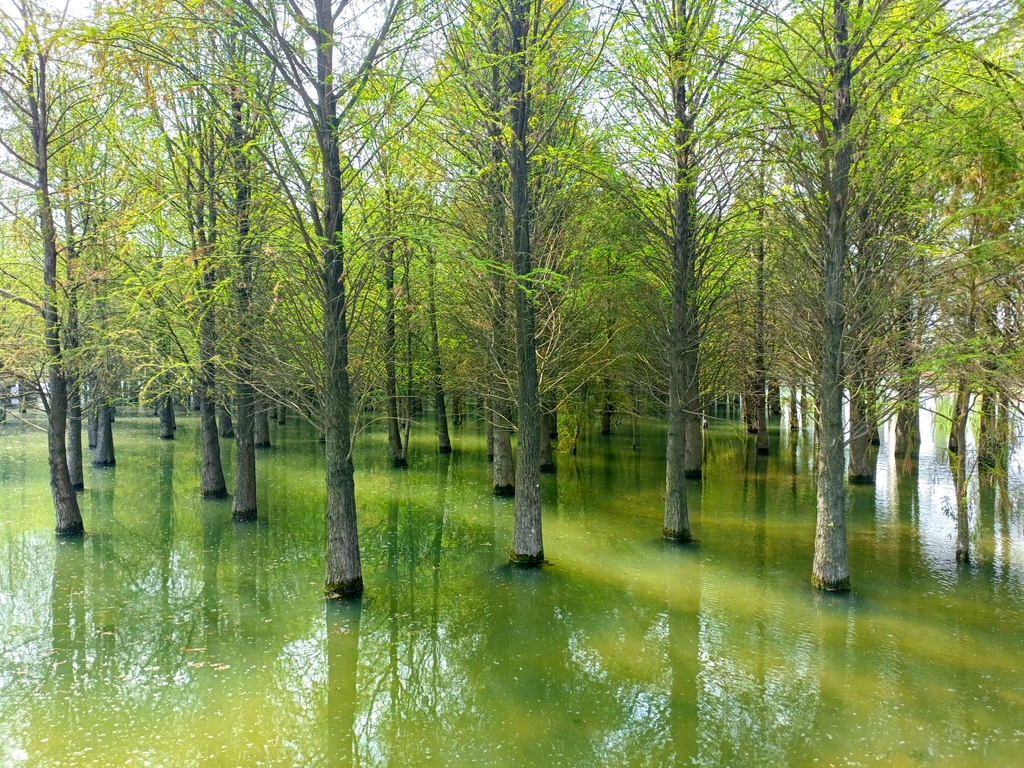 朱家桥尾水净化生态公园