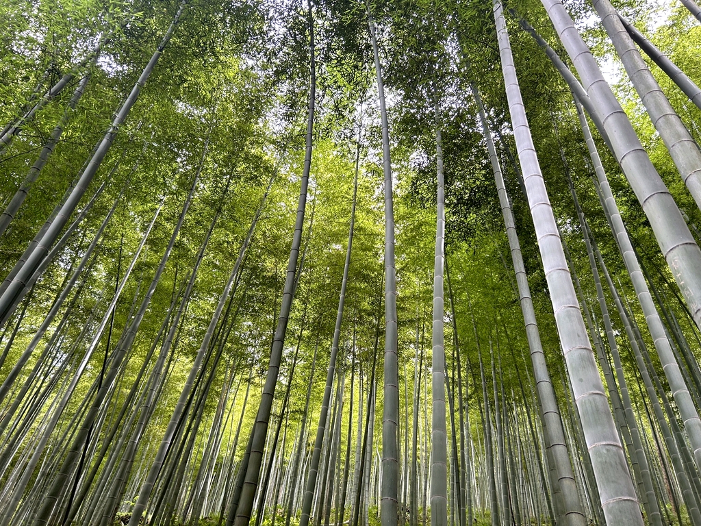 宜兴竹海风景区