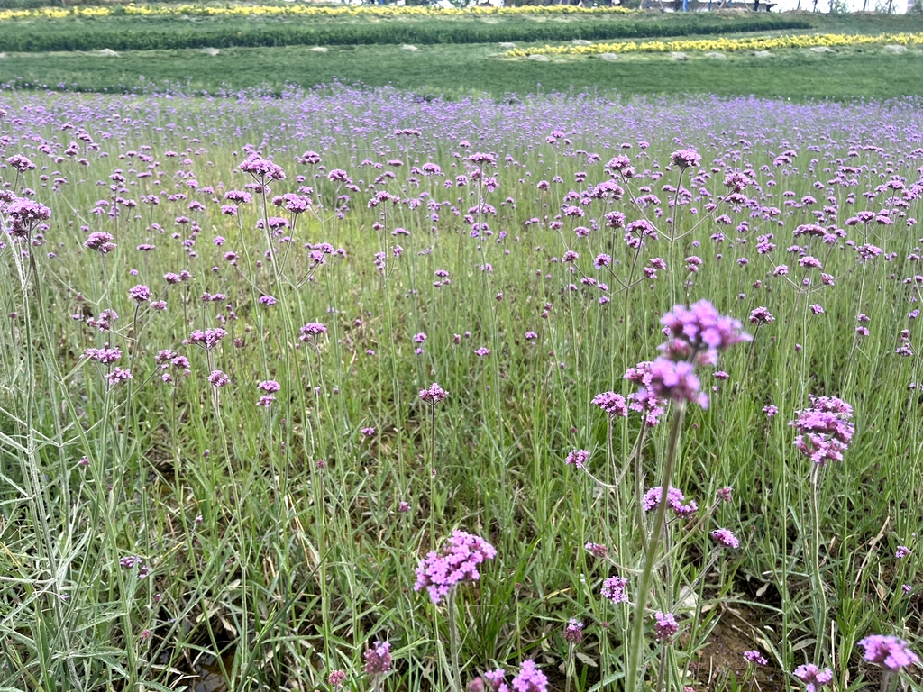 凤泉湖白沙滩